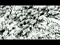 Torn Hawk - AV Teaser
