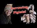 First Piglets of the Year Cold Weather Farrowing in Michigan