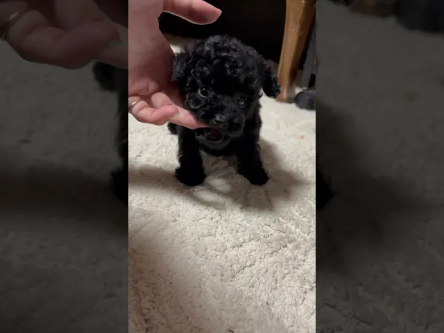 動画