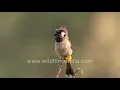 Lagu Whiskered Yuhina, White-cheeked cheery Hill Bulbul with jaunty crest, yellow vent, at wildfilmsindia