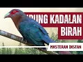 Download Lagu Masteran Kadalan Birah 10 Menit Gacor