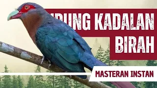 Download Masteran Kadalan Birah 10 Menit Gacor MP3