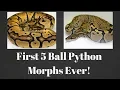 First 5 Ball Python Morphs To Ever Be Produced - Benjamin s Exotics