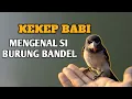 Download Lagu Mengenal Lebih Dekat Burung Kekep Babi | Si Burung Bandel