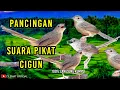 Download Lagu SUARA PIKAT BURUNG CIGUN (CIBLEK GUNUNG) || PANCINGAN CIGUN LIAR.