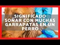 QUE SIGNIFICA SONAR CON MUCHAS GARRAPATAS EN UN PERRO 2023 SUENO CON ARANUELOS EN UN PERRO