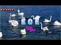 Download Lagu E O E - Koes Plus Karaoke