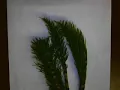 Living Fossil ID Lab