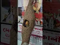 Download Lagu Showing happiness #shorts #ytshorts #lovebird