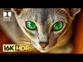 Download Lagu Most Beautiful 16K HDR 120 FPS Video - Dolby Vision