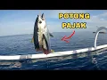 Lagu SADIS ‼️ IKAN TUNA PERTAMA LANGSUNG DI POTONG PAJAK ‼️PART 1 #315 