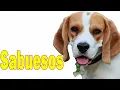 Por Que He Tenido un Sueno con Sabuesos Descubre su Verdadero Significado