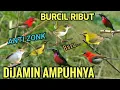 Download Lagu Baru!! Ampuh untuk pikat burung kecil❗ Suara pikat burcil anti zonk 2025