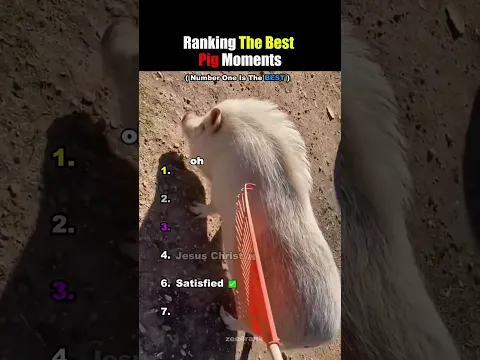 Ranking The Best Pig Moments #usa