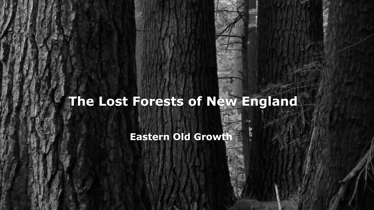 The Lost Forests of New England:  Eastern Old Growth
