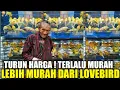 Download Lagu TURUN HARGA !!! RATUSAN KENARI BODY FUSO DIJUAL HABIS HABISAN DIKIOS BAJANG PASAR BURUNG PRAMUKA