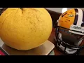 Couple grows world s largest grapefruit