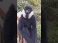 Download Lagu Suara lutung di taman manggrove