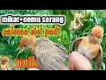 Download Lagu cara mikat cici padi kepala merah atau salome gampang tidak ruet.BIRD TRAP