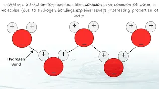 AP Biology Properties of Water