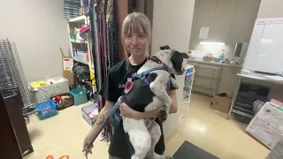 All Aboard Animal Rescue Volunteer Orientation