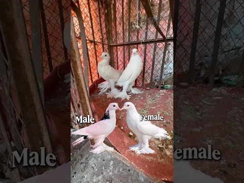 Subscribe #rafayvlog #pigeon #perciancat #vilogpigeon #kabootar