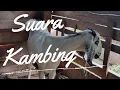 Download Lagu SUARA KAMBING | SUARA BINATANG ¤ Peu Su