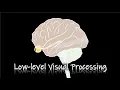 Perception Low-level Visual Processing The Retina - Part2 ENG