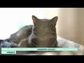 Find Free Kittens Near You Essential Tips and the 3-3