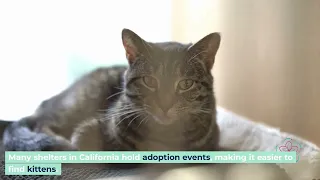 Find Free Kittens Near You Essential Tips and the 3-3