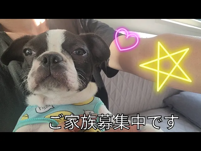 動画