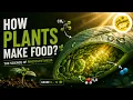 Photosynthesis Explained Simply How Plants Make Food Grade 6 12 Science