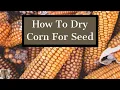 How To Dry Corn Seed Saving Tips