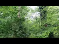 Enchanting 'Birdsong' in the woods