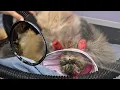 Easily the Funniest Cat I ve Ever Groomed