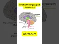 What is the largest part of the brain