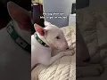 Download Lagu Moet ik haar op mijn bed laten? #honden #verdrietig #grappig #bed #memes