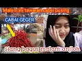 Download Lagu MALAM INI TAWARAN CABAI LEMAH ‼️RAWIT MERAH PUTIH HIJAU IKUT TURUN