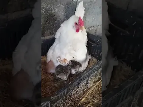 Hen Keepings Her Kitten Friends Warm 🤣🐓🥰