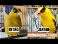 Download Lagu PERBEDAAN KEPODANG JANTAN DAN BETINA SECARA AKURAT