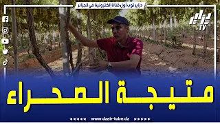 شاهد  حاسي لفحل بالمنيعة متيجة الصحراء  إنتاج محاصيل العنب بتقنية العريش أثبتت نجاعتها دندنها
