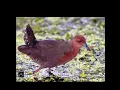 Download Lagu suara burung beker untuk pikat josss pasti burung datang