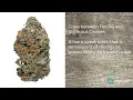 Animal Cookies Strain Review
