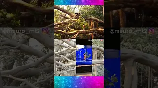 Shorts The Jungle Book 