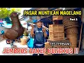 Download Lagu BERBURU MERPATI LAGI KE PASAR MUNTILAN MAGELANG TES TERBANG COCOK BUNGKUS PART 2
