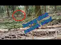 Download Lagu ciblek gacor asli burung liar. suara asli hutan. tembakan tajam.