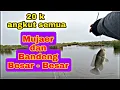 Download Lagu Hunting for fish in the Radi pond, the results are quite large, prepare a strong fishing rod, ful...