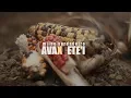 Download Lagu Avaxi Ete'i - Milho Verdadeiro | 2018 HD (documentário) Guarani Mbya
