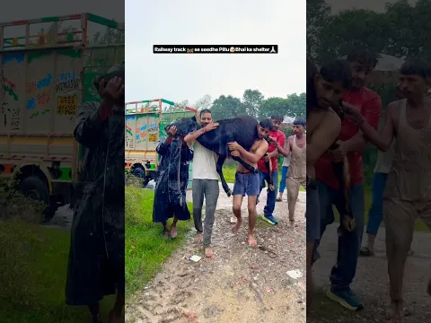 गौ🐮माता की बेटी अब सुरक्षित हैं ❤️‍🩹 #shorts #railway #rescue #lifestyle #rain #nepal #bholenath