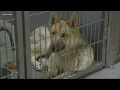 SCRAPS reduces adoption fees for pets to make room for new dogs